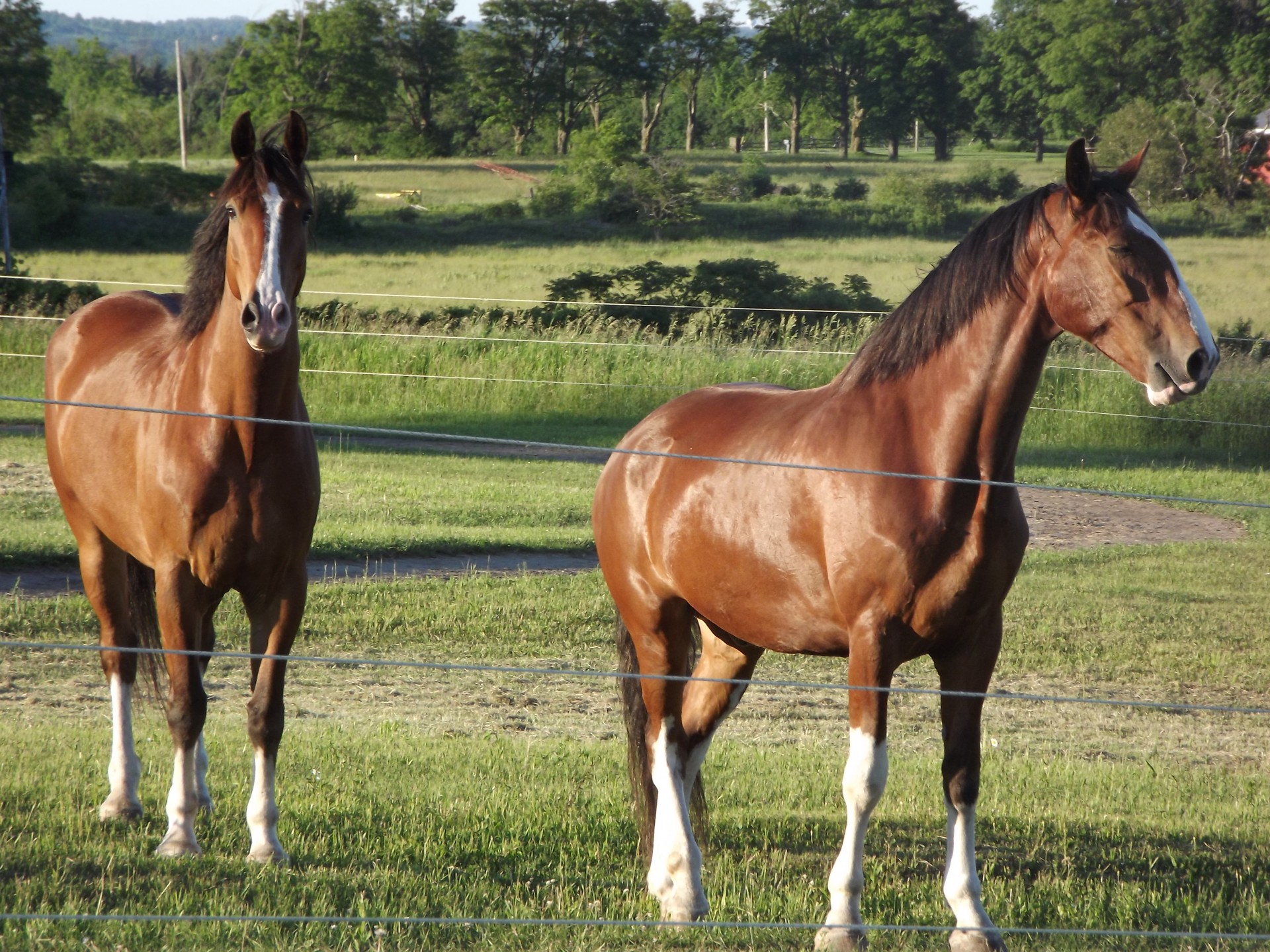 horse fence brown horse free photo