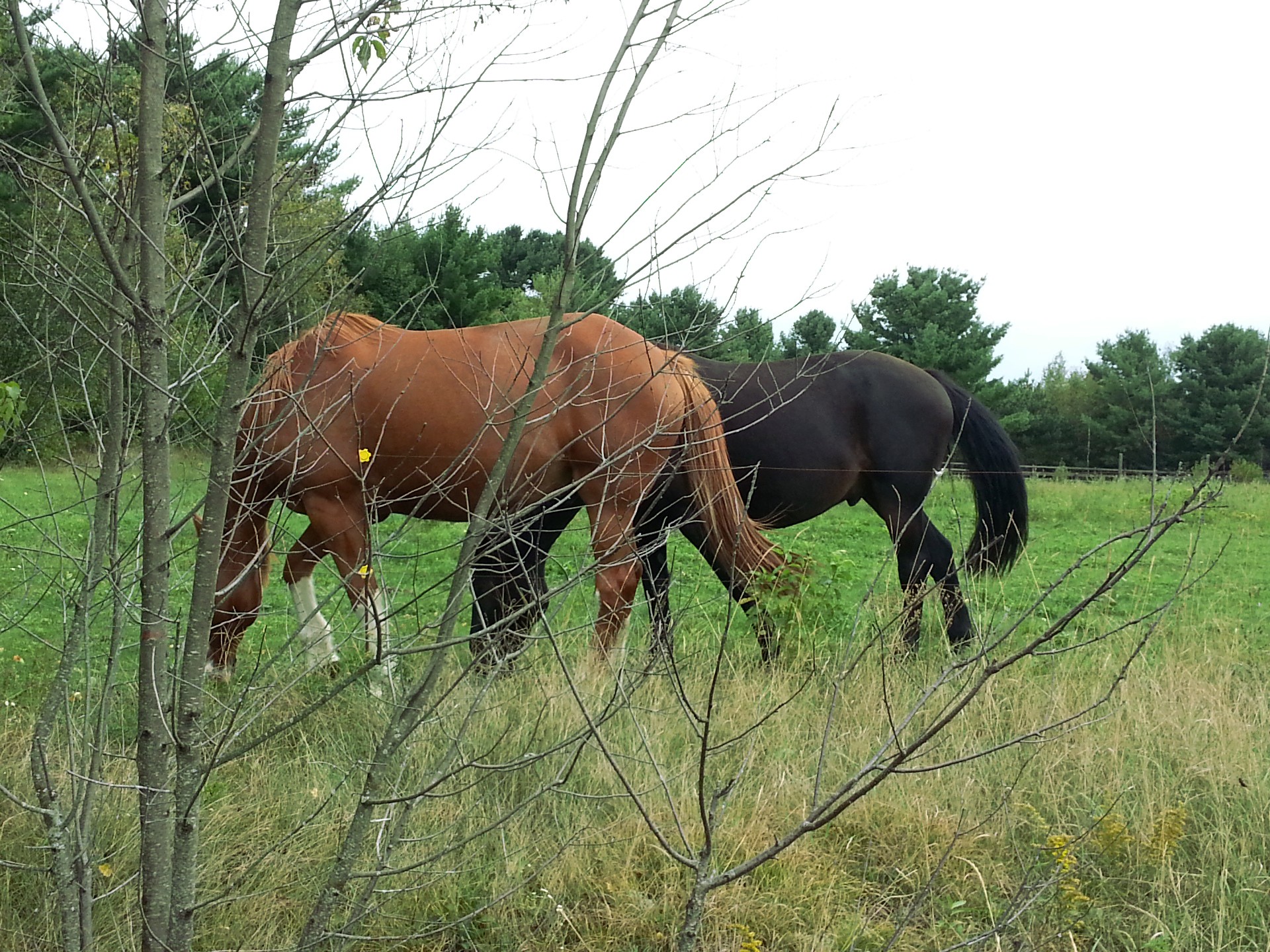 horse horses horseback free photo