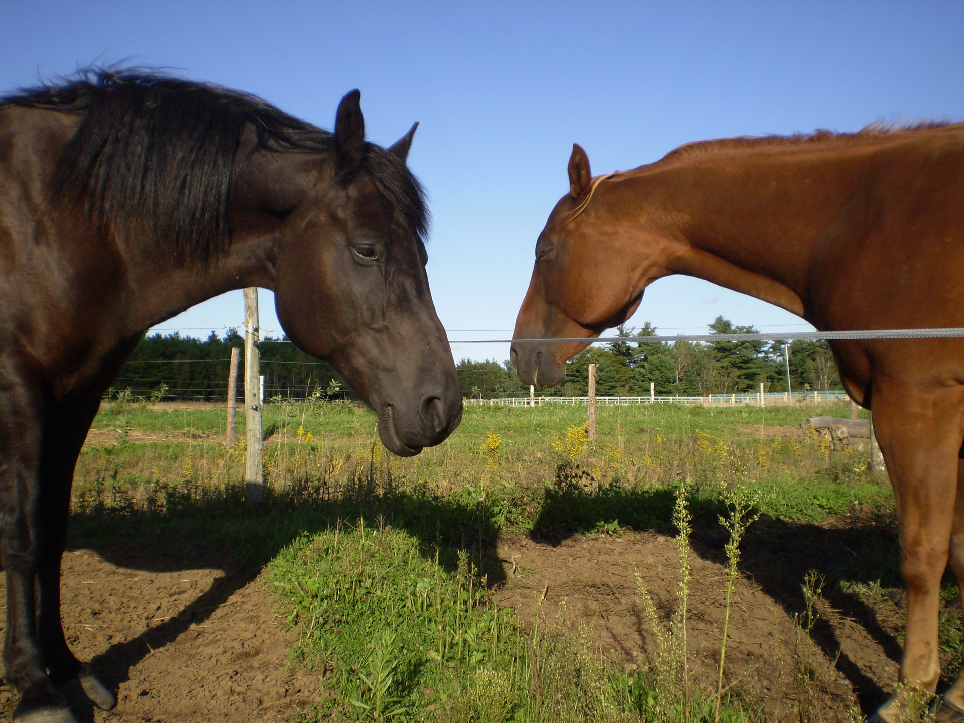 horse summer rest free photo