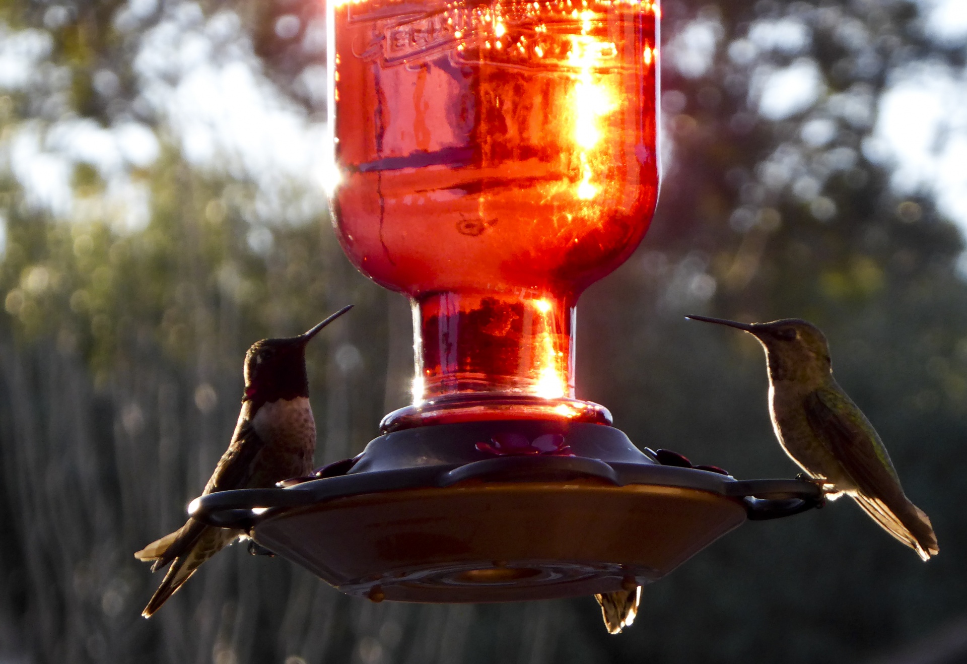 hummingbirds feeding highlighted free photo