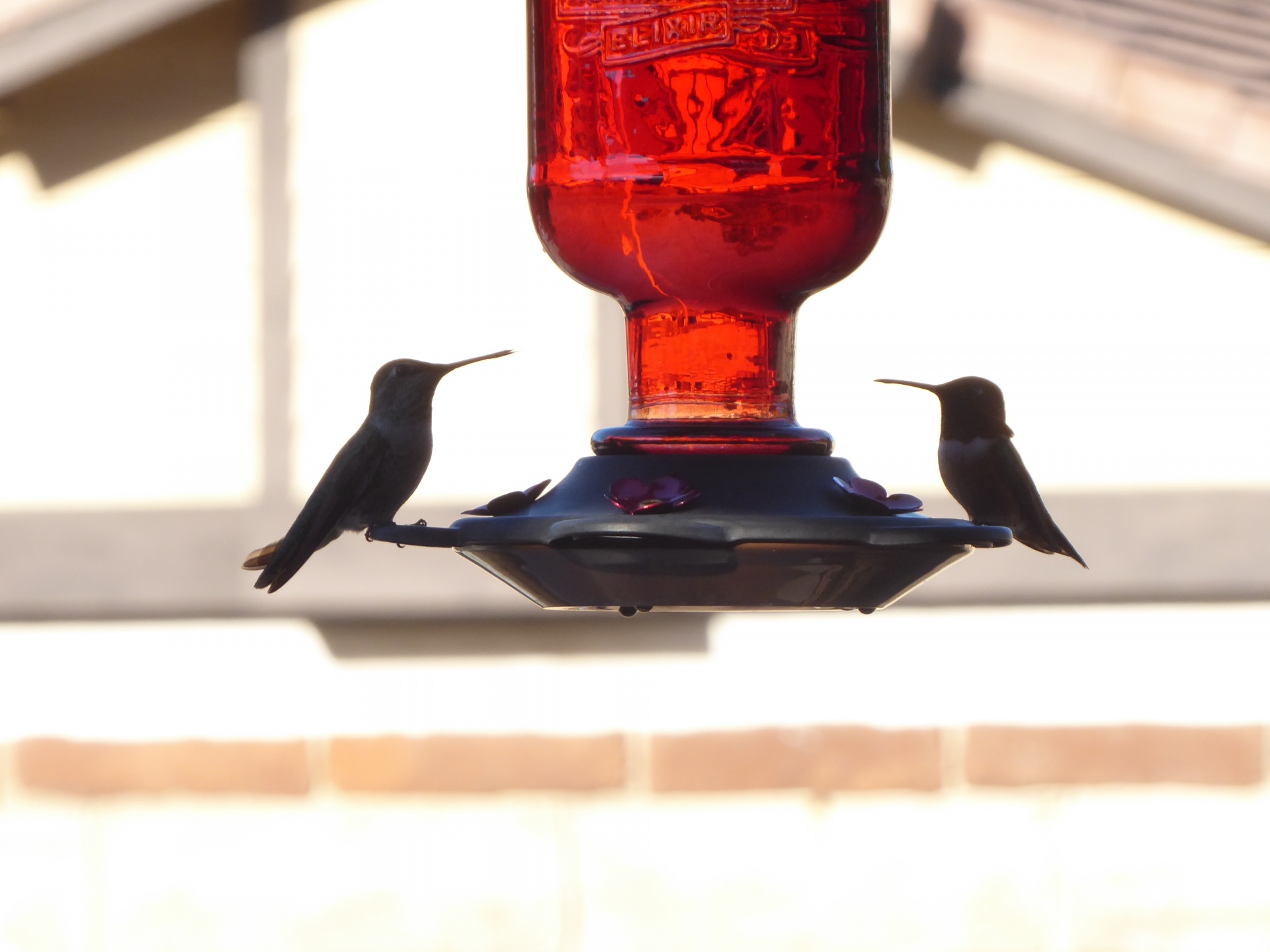 hummingbirds feeding silhouetted free photo