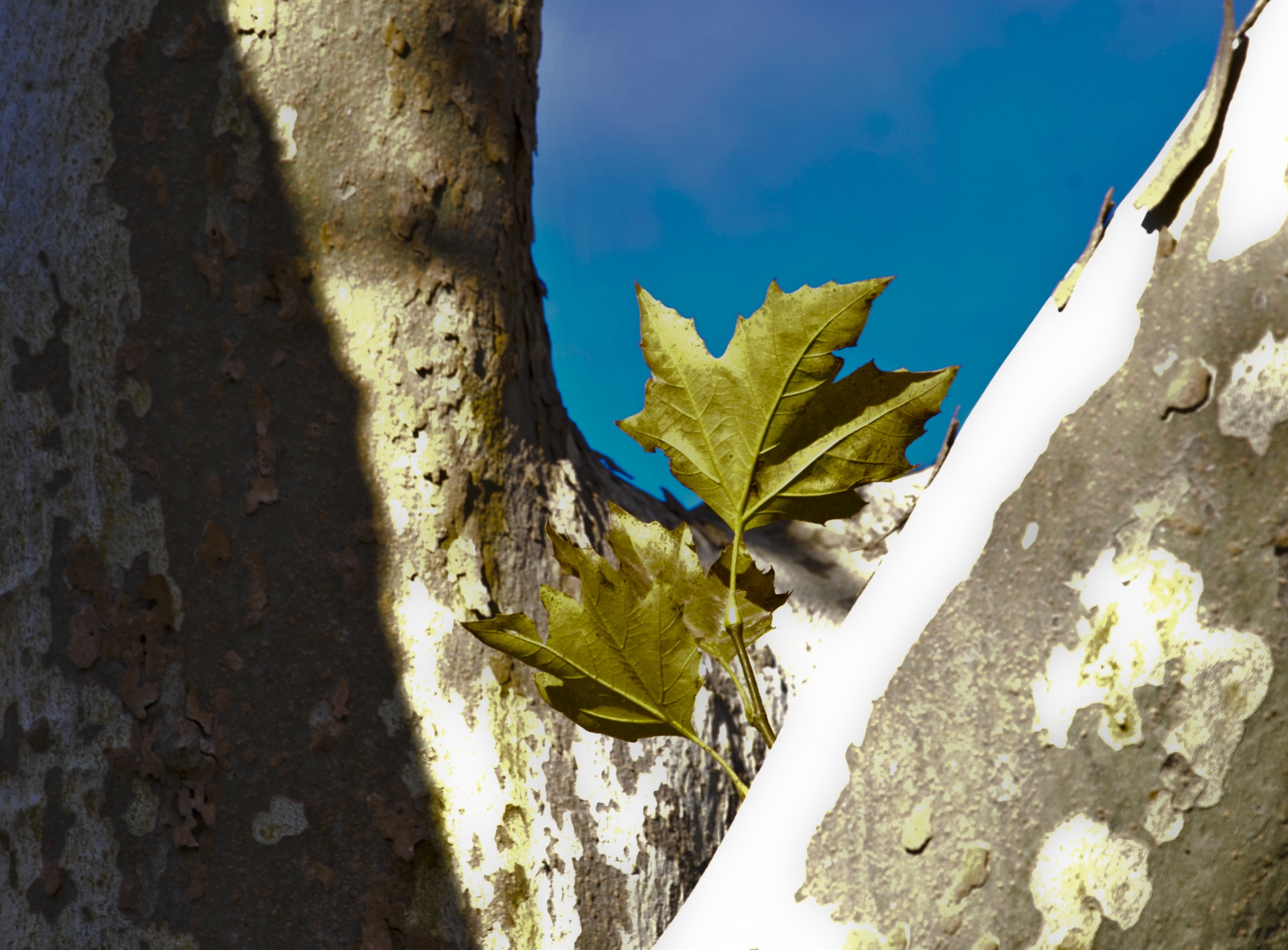 leaves tree branches free photo