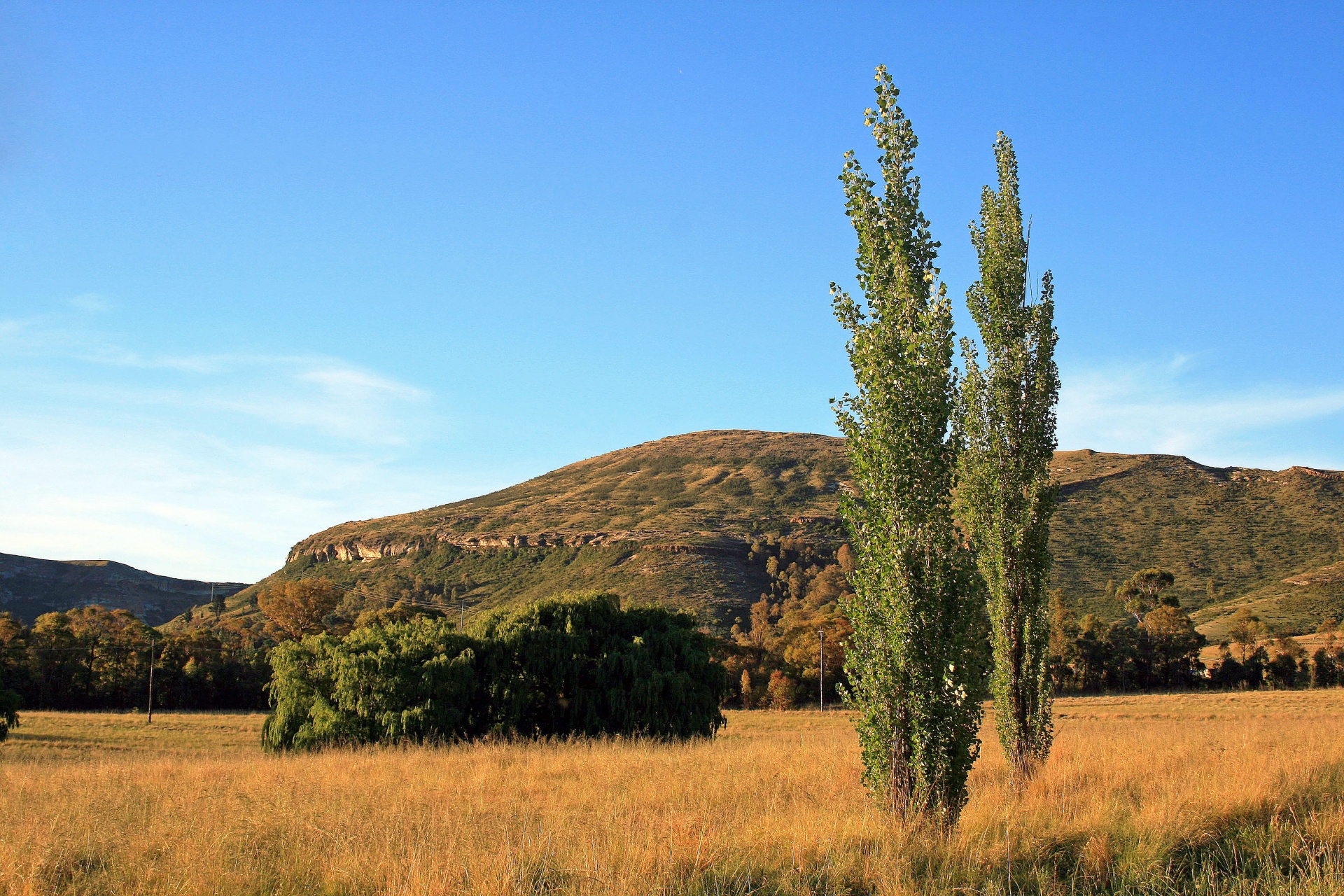 trees poplars tall free photo