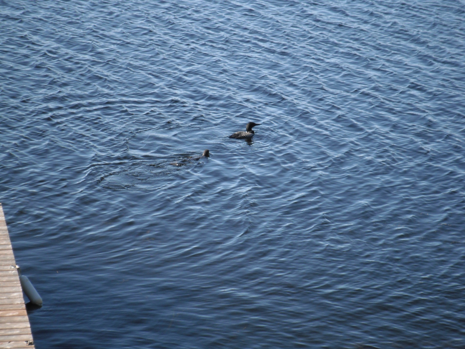loons bird lake free photo