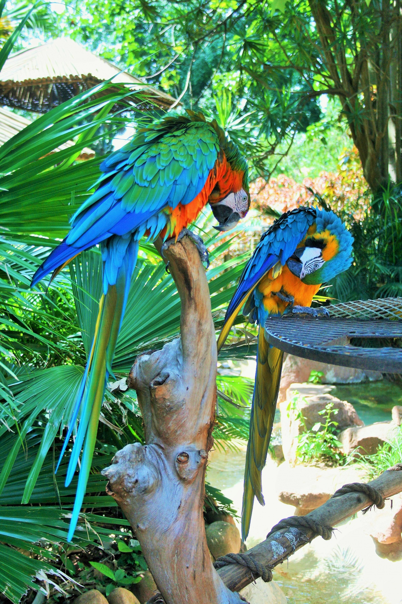 parrots pair macaw free photo