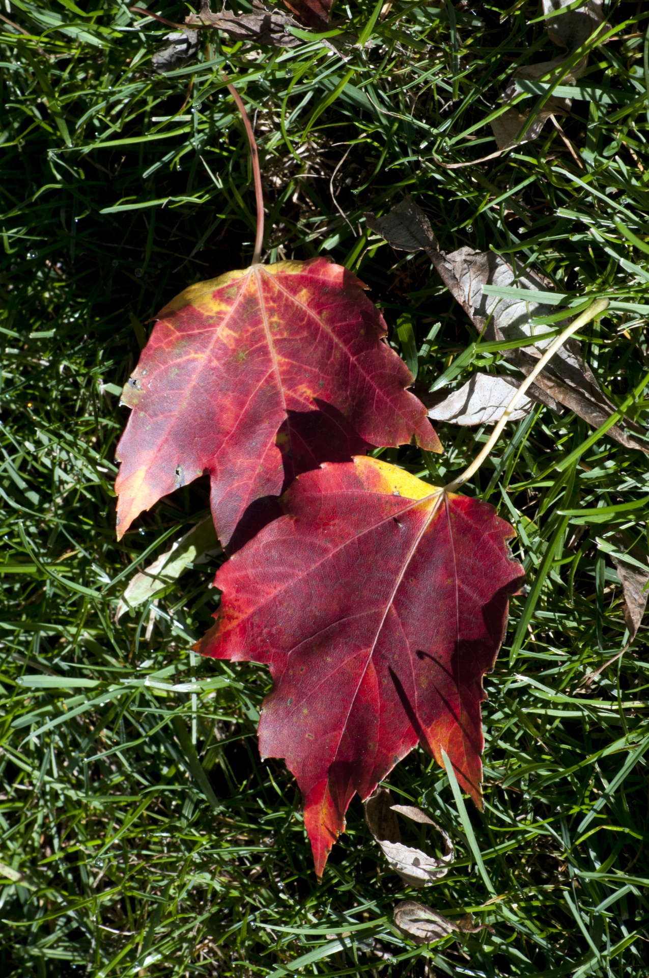 maple maple leaf leaves free photo