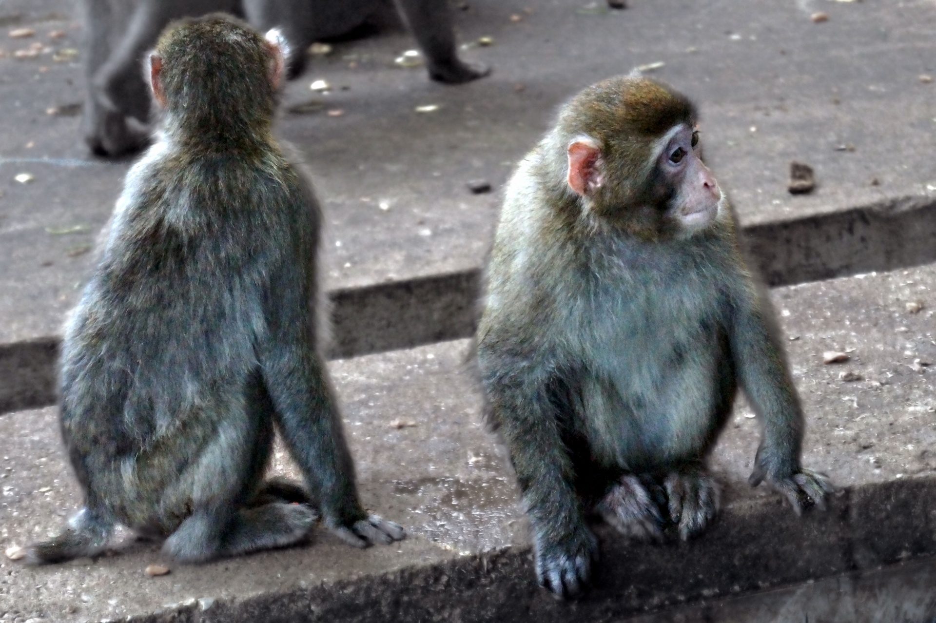 two monkeys photo free photo