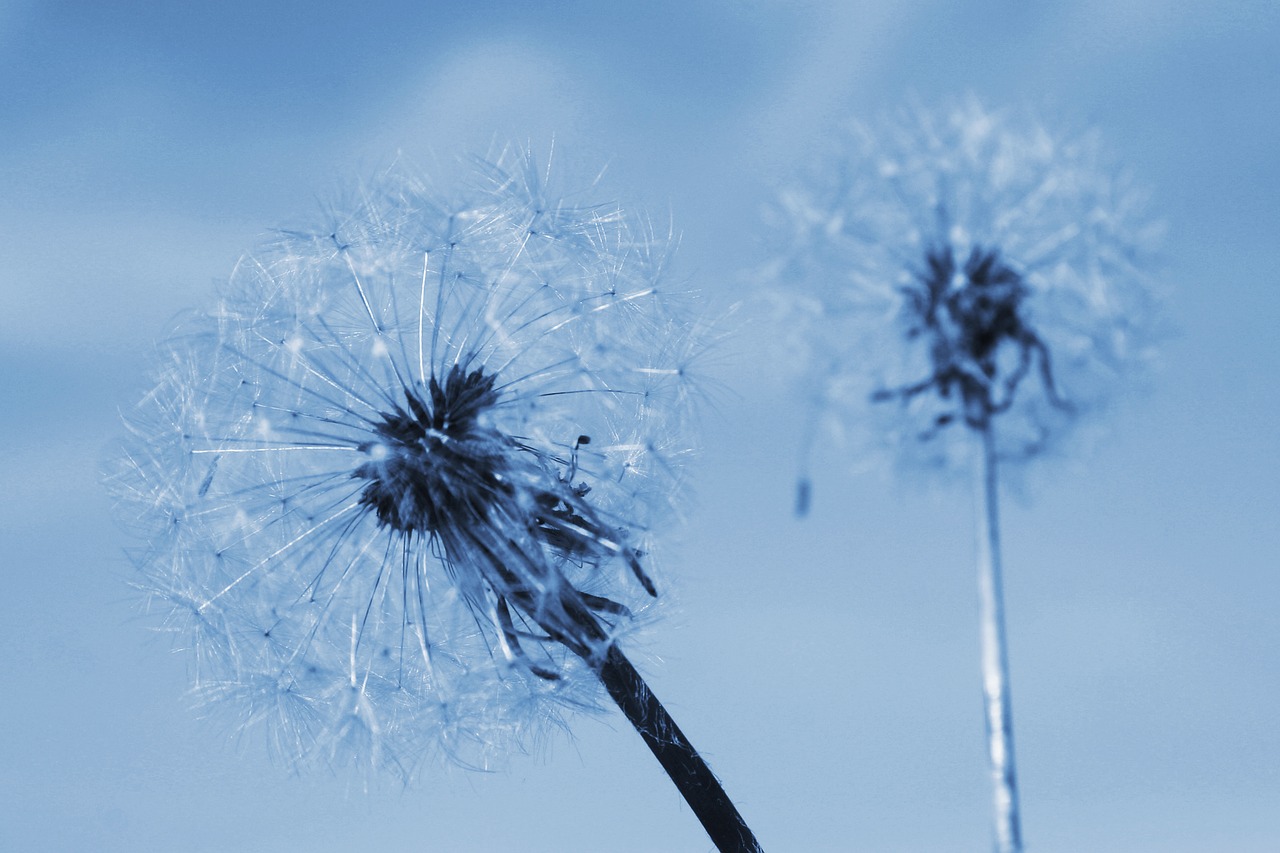 two of the dandelion summer flowering free photo