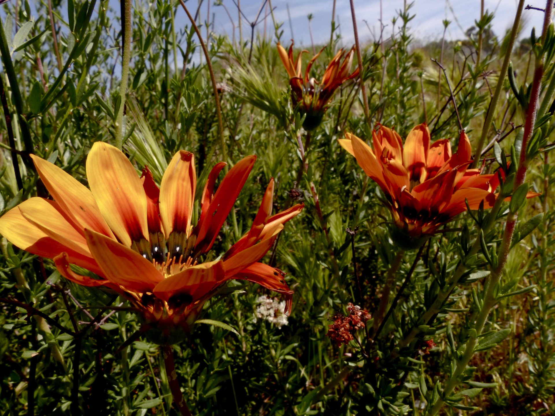 wildflowers orange flowers free photo