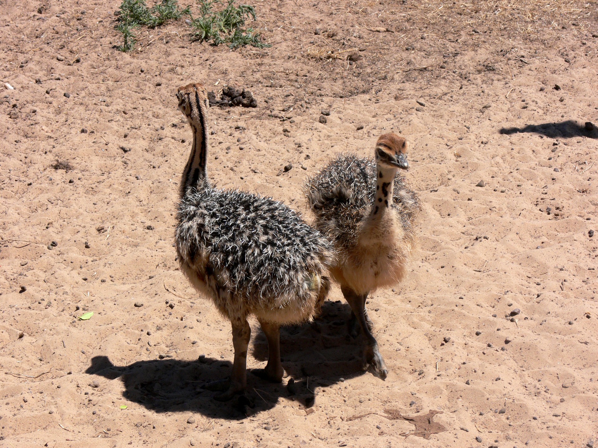 ostrich chick neck free photo