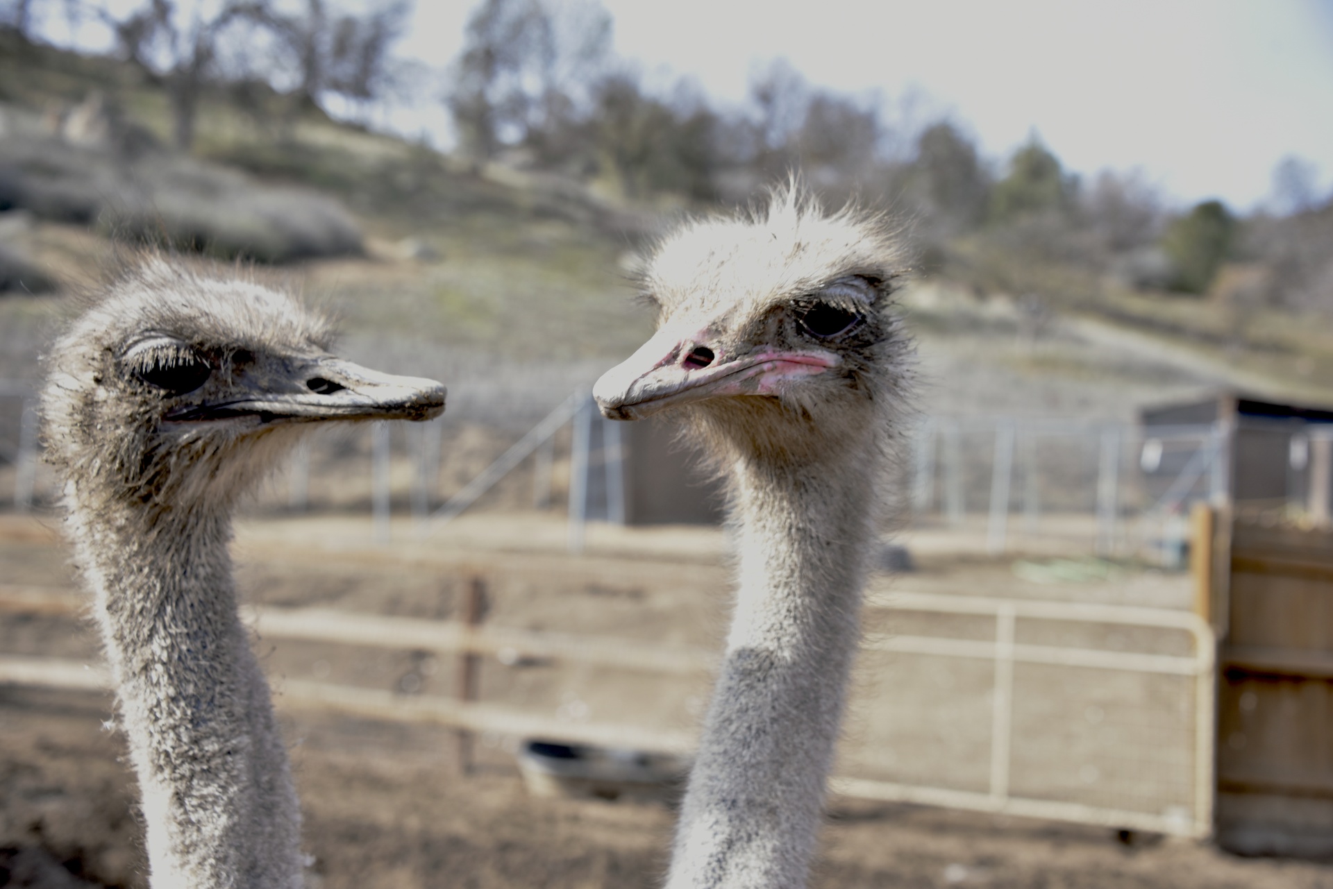 ostrich faces ostriches free photo