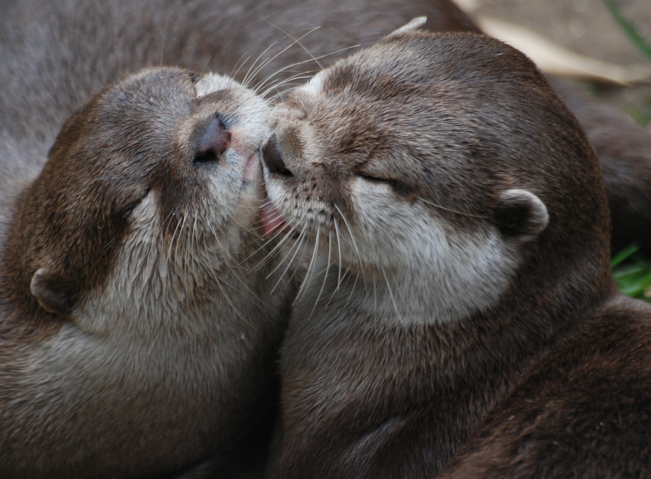 two otters furry brown free photo