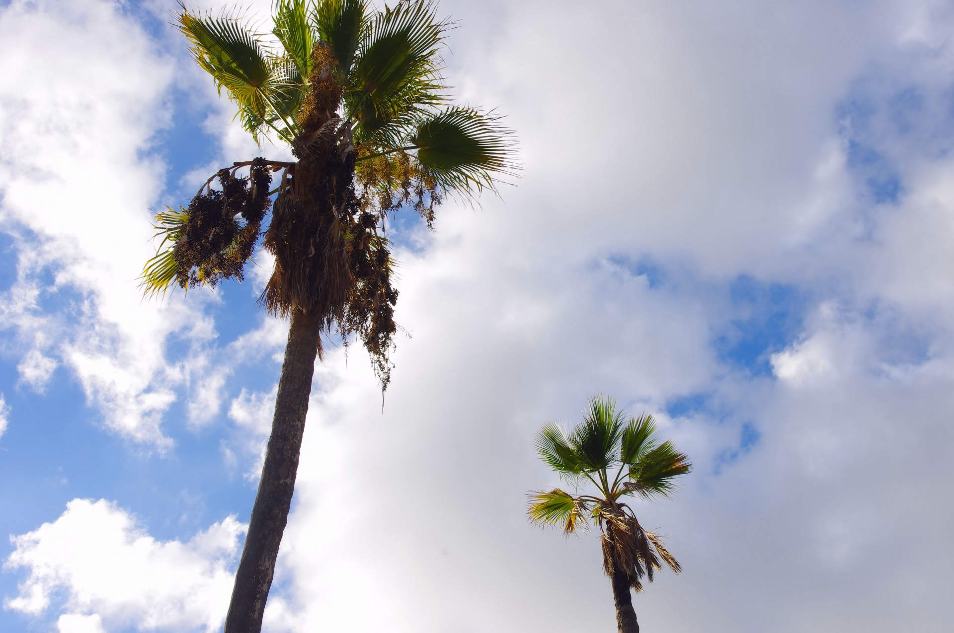 two palm trees free photo