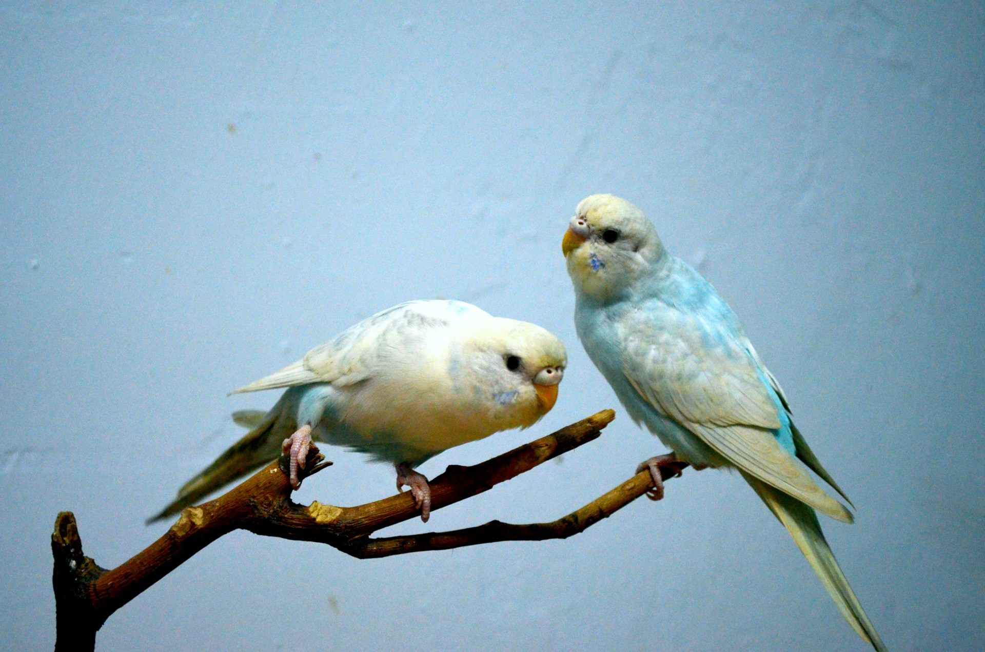 animals birds parakeet free photo
