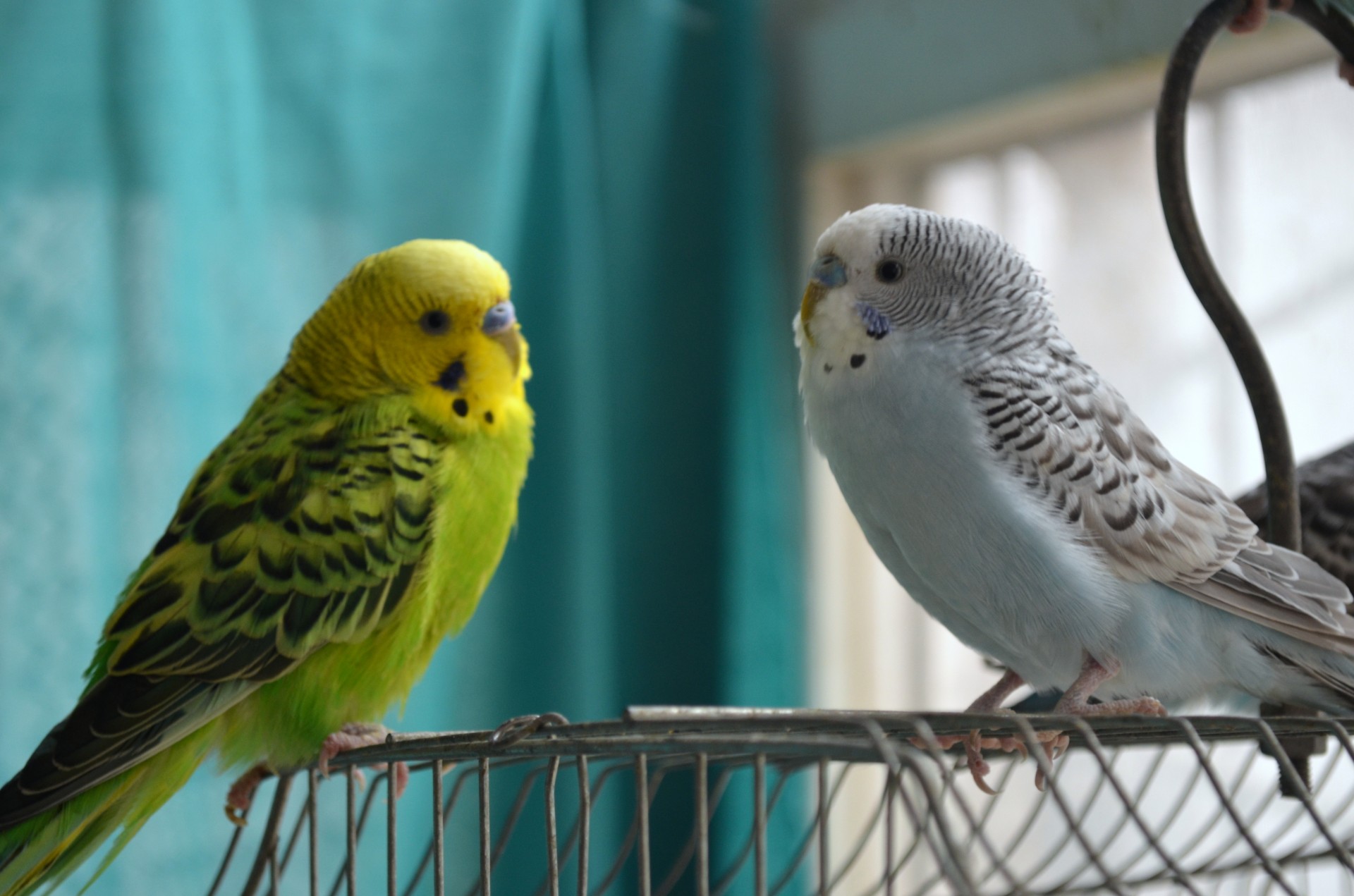 Волнистые попугайчики фото и видео