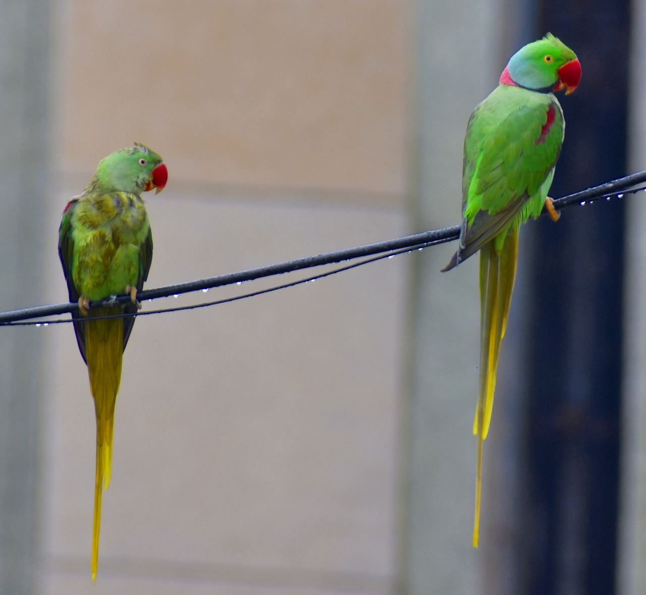 two parrots parakeets drizzling free photo