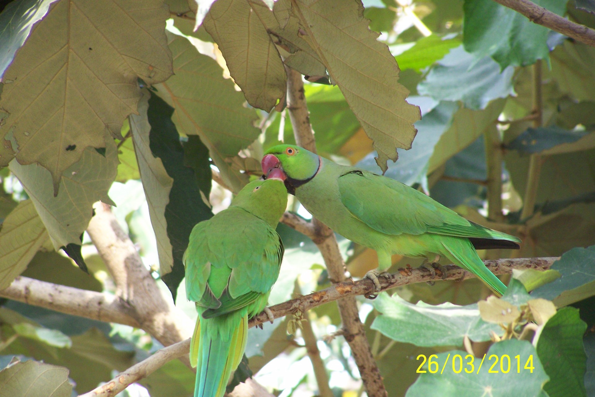 parrots two parrots free pictures free photo