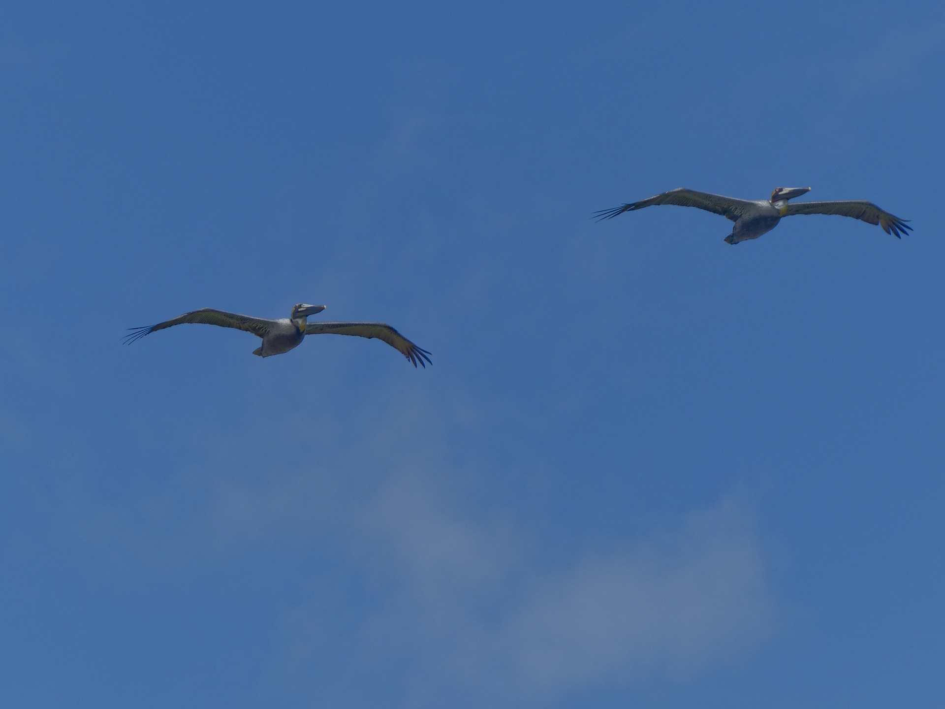 two pelicans birds shorebirds free photo