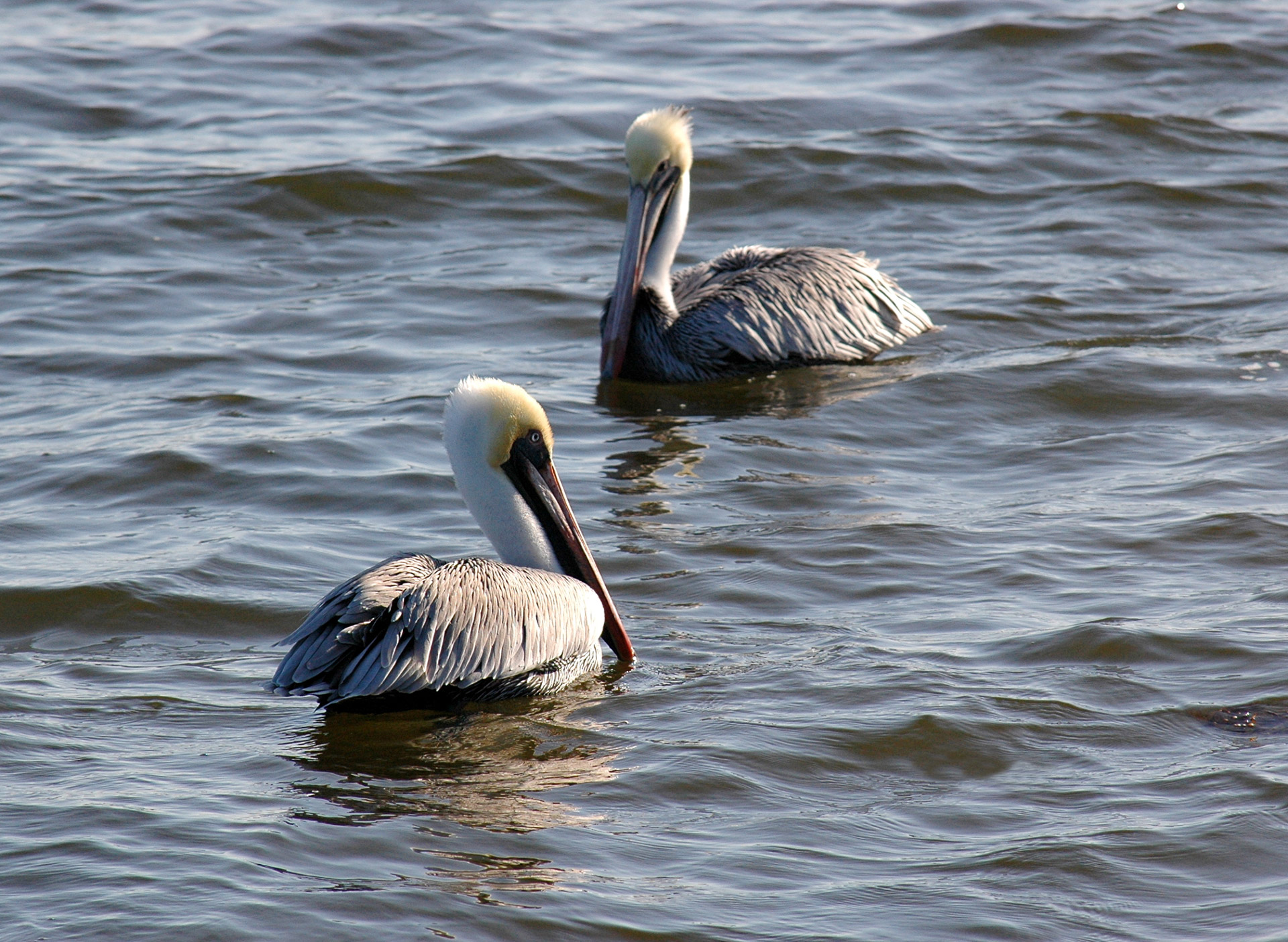 pelicans birds ocean free photo