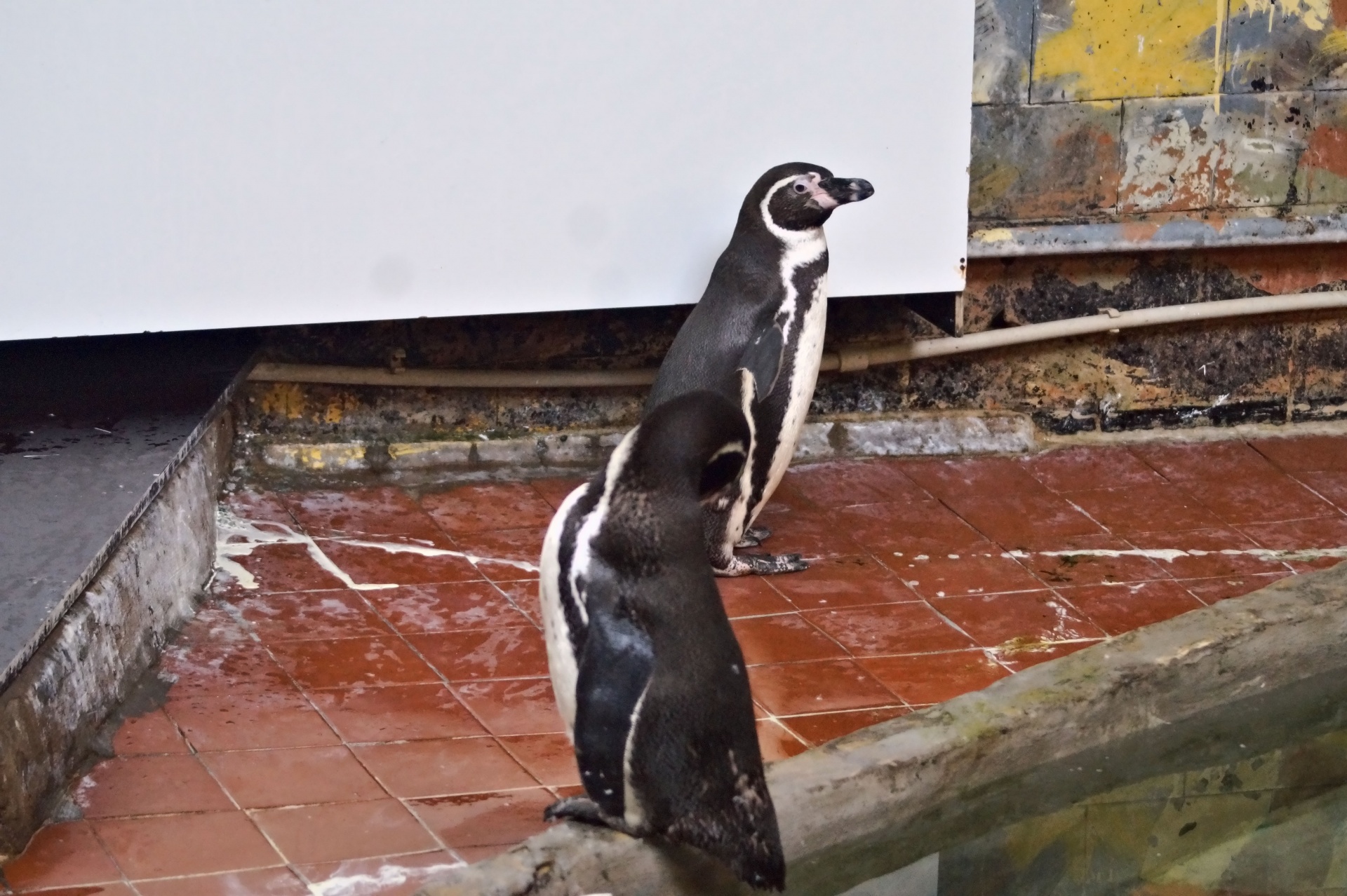 two penguins two penguins free photo