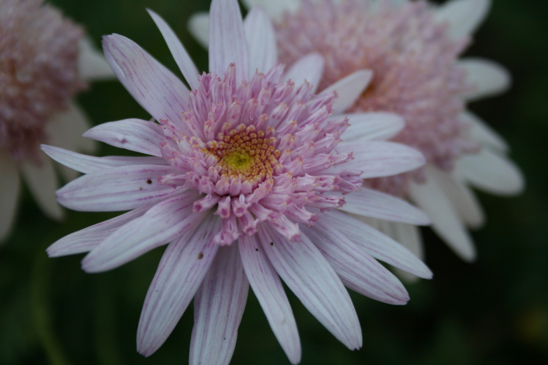 pink light double daisies free photo