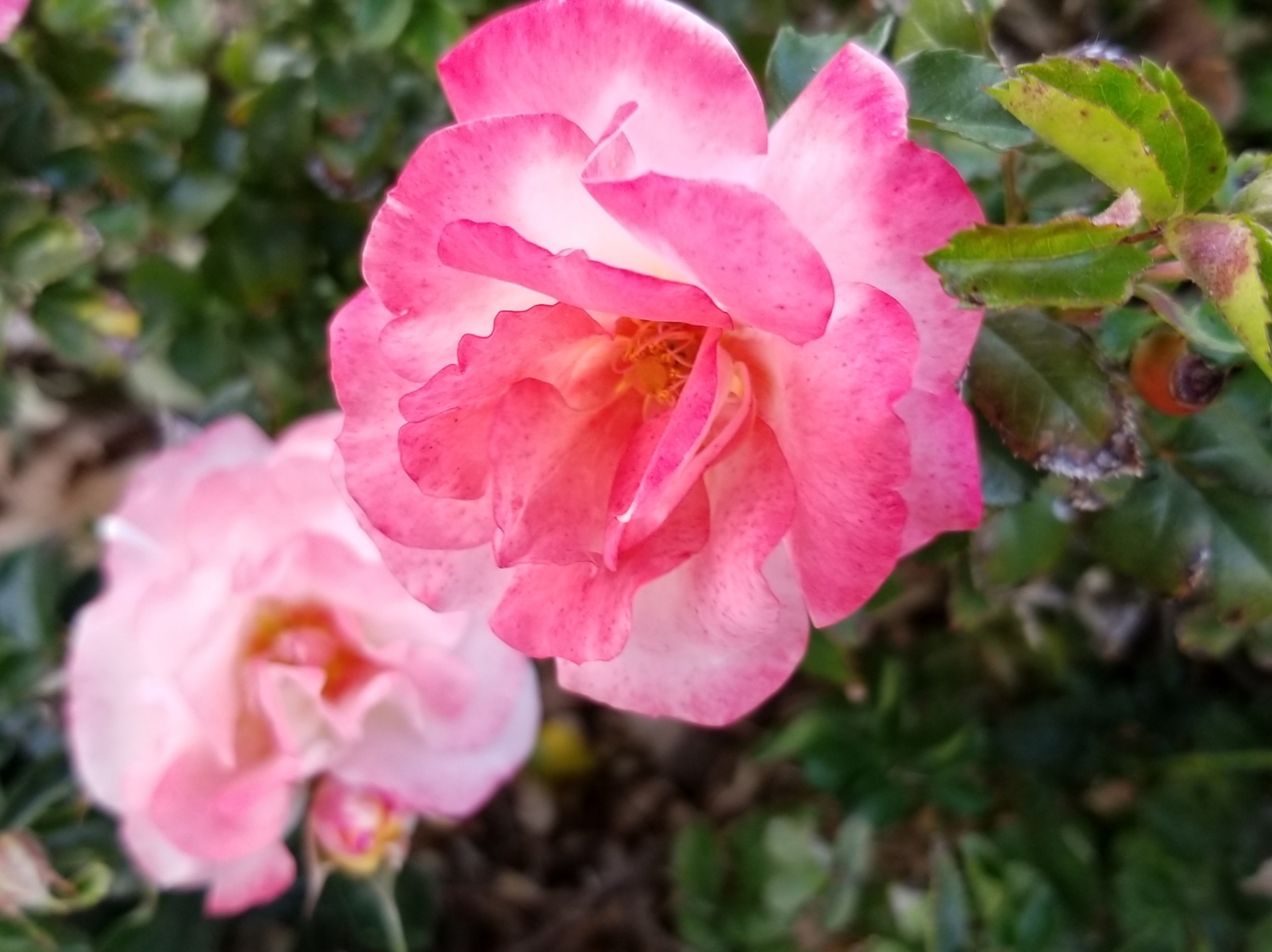 flowers pink rose's free photo