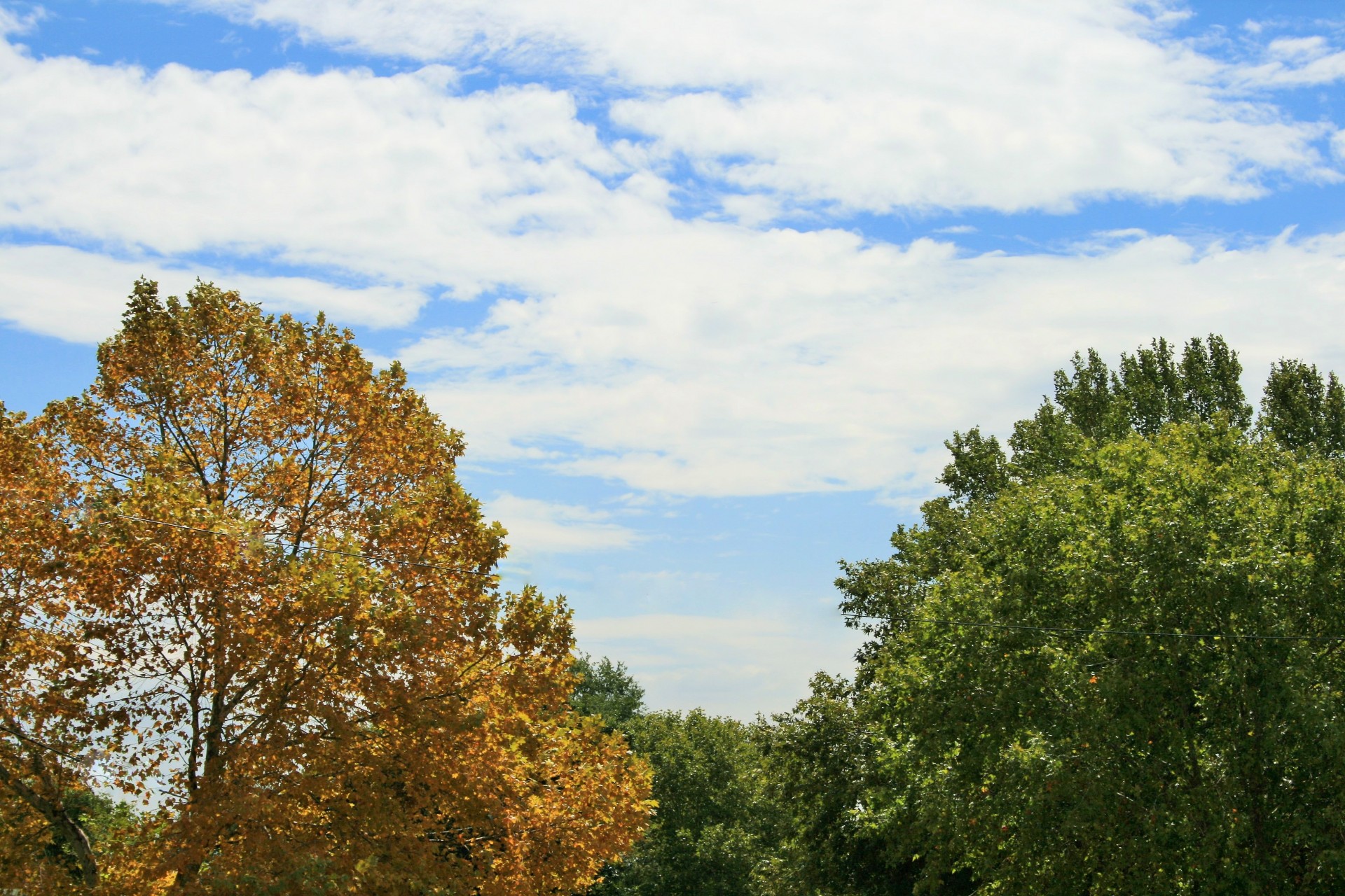 trees plane green free photo