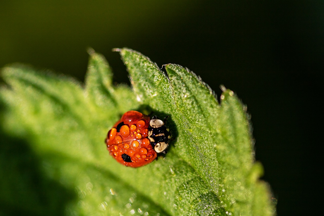 two-point-ladybug  two-point  adalia bipunctata free photo