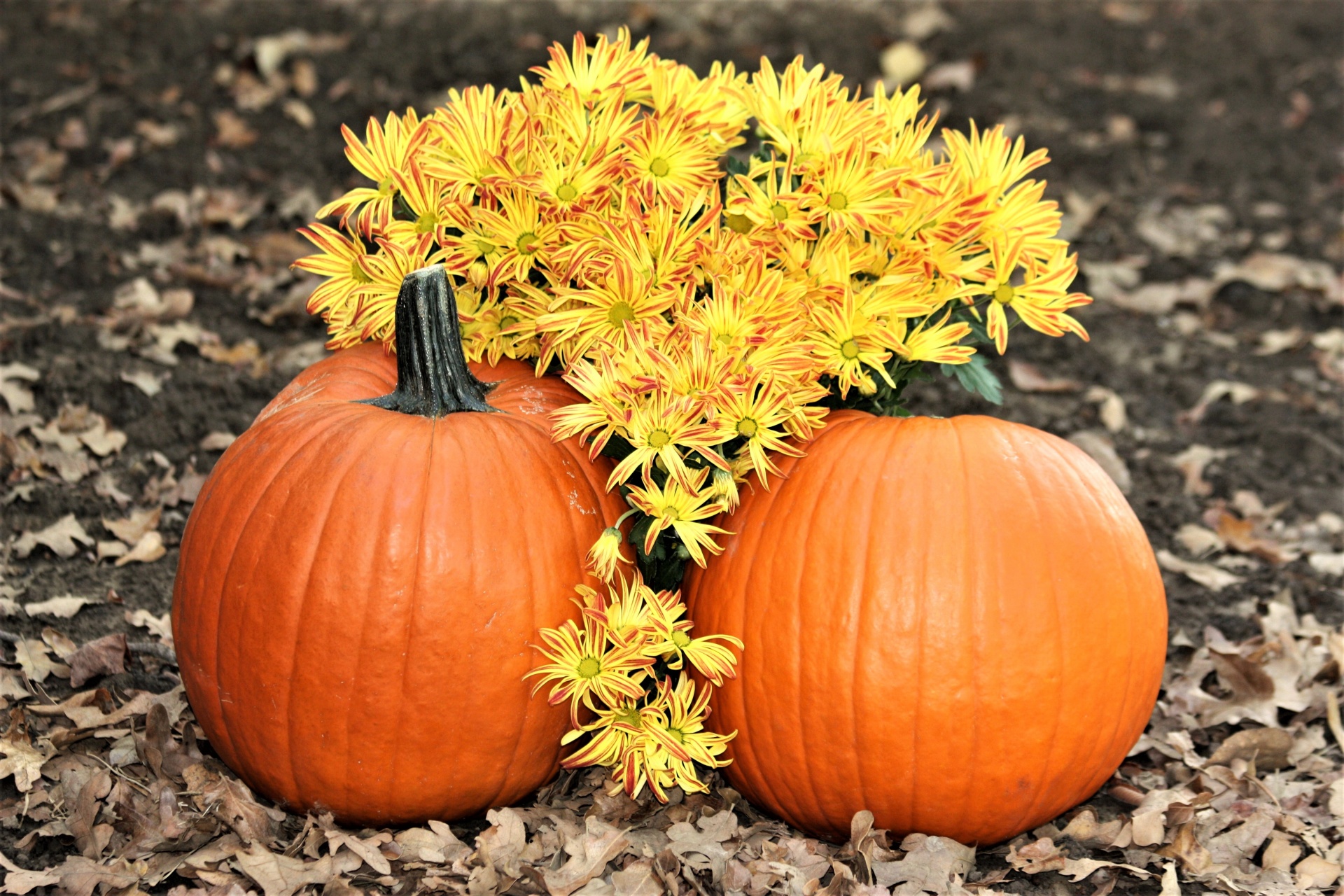 nature fruit vegetables free photo