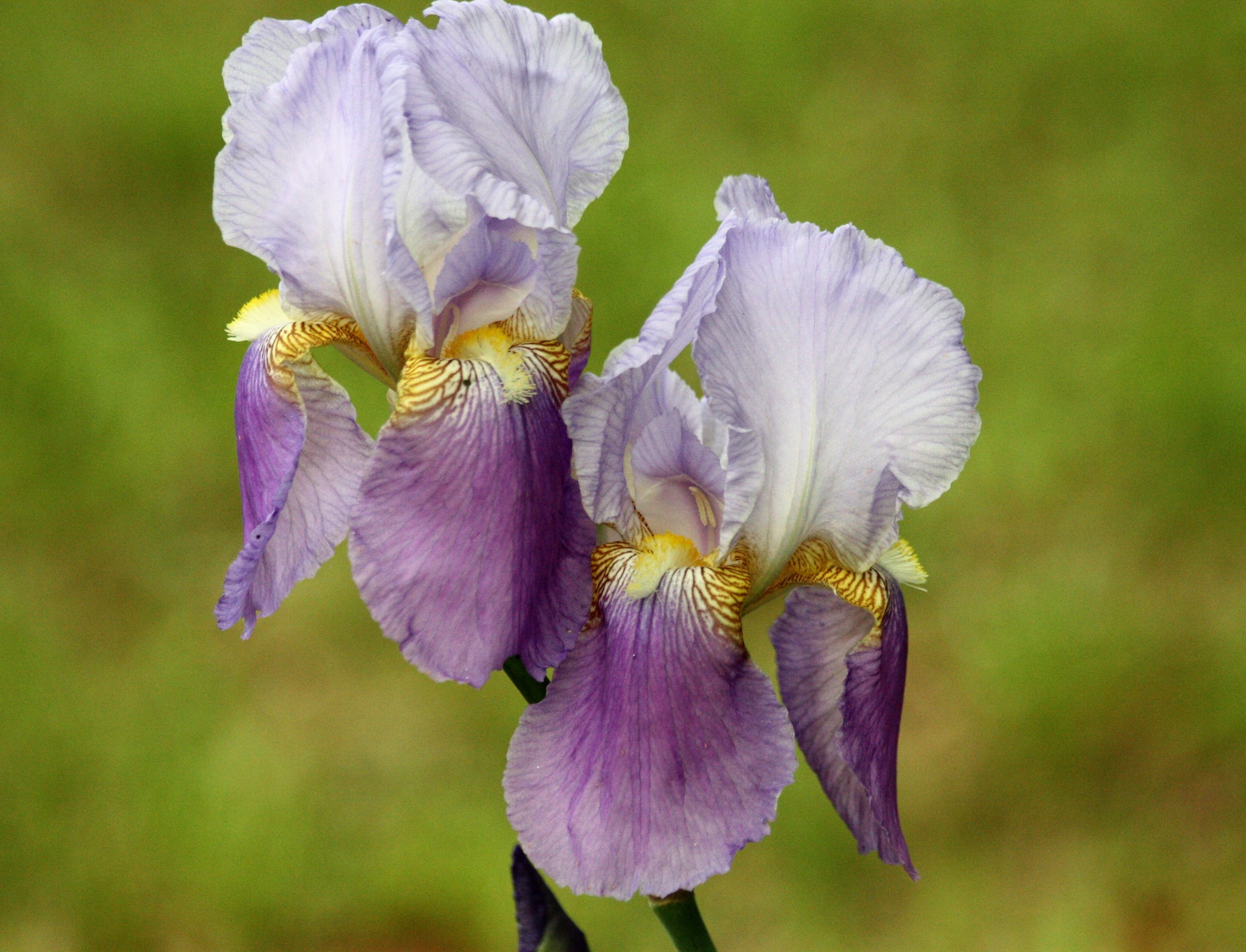 nature flowers iris free photo
