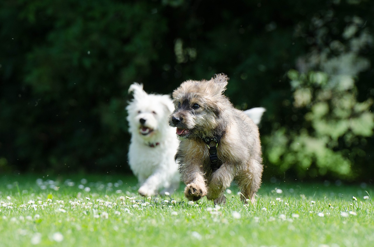 two race dogs raging dogs puppy free photo