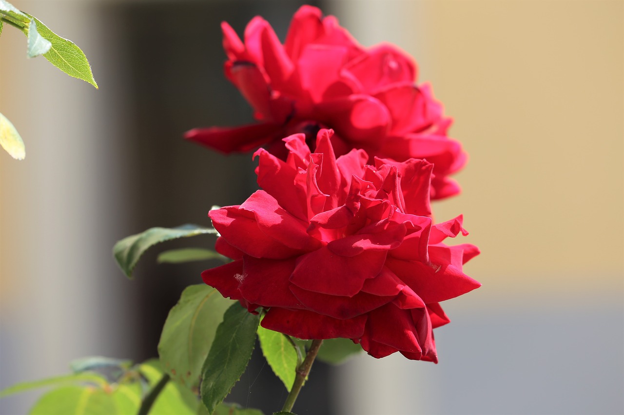 Two Red Roses Flower Romantic Love