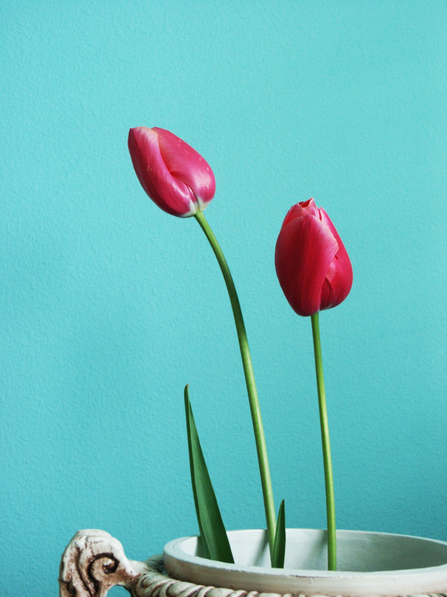 two red tulips free photo