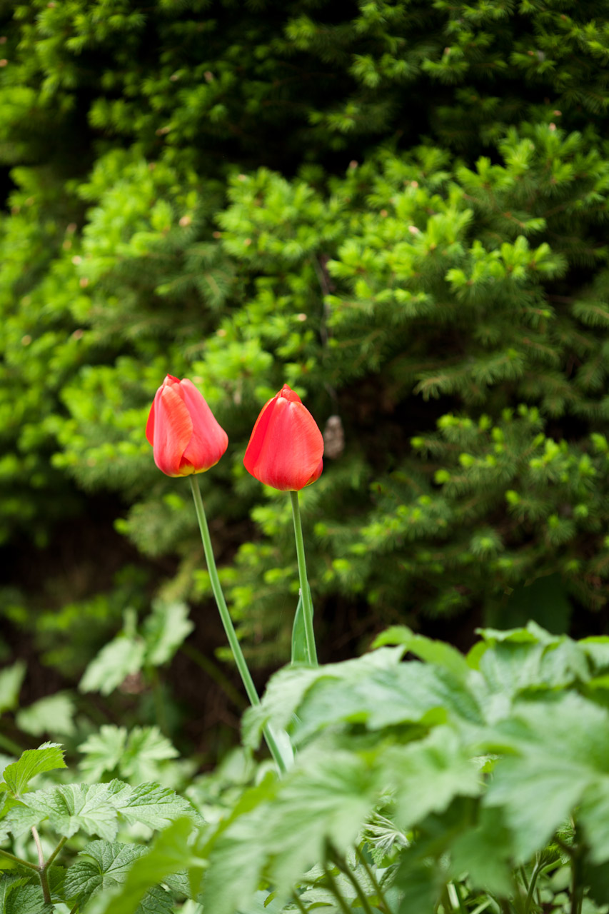 two bloom blooming free photo