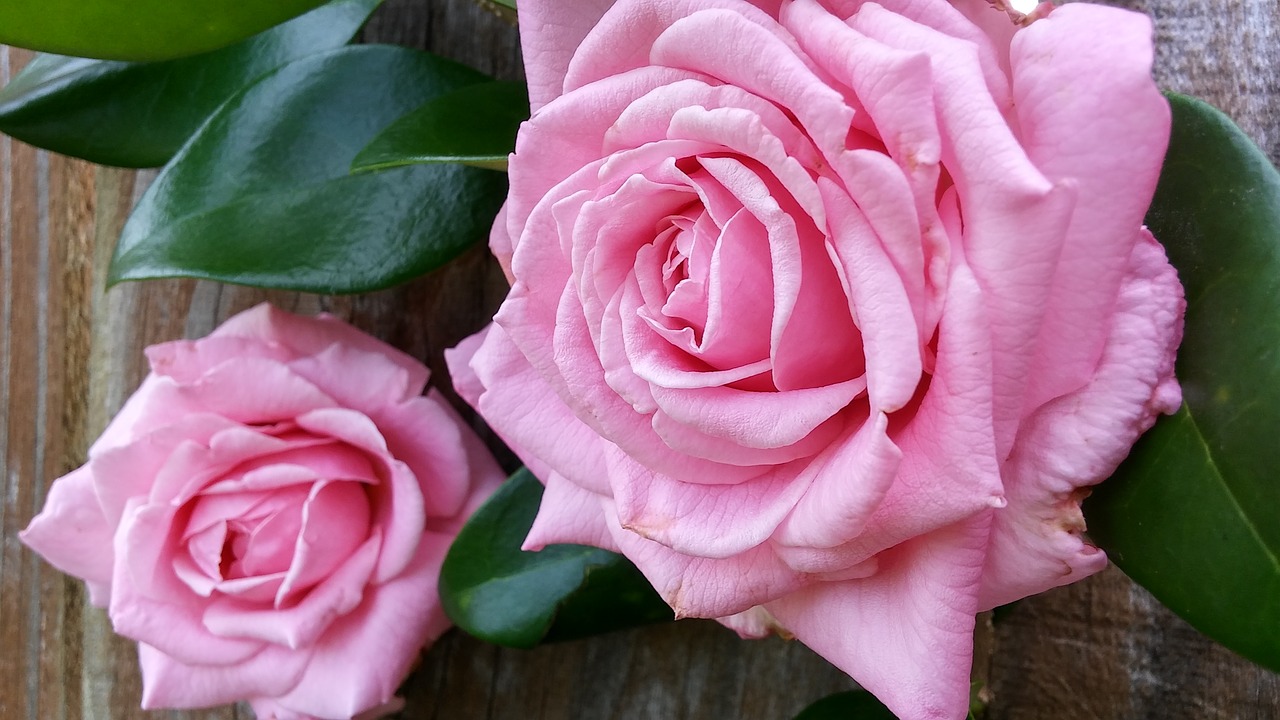 two roses green leaves glossy free photo