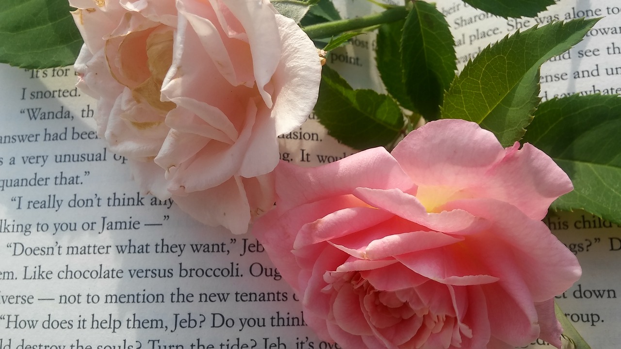 two roses book pink rose free photo