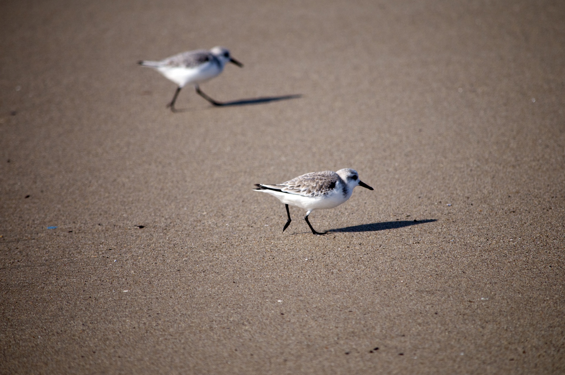 sanderling sanderlings bird free photo
