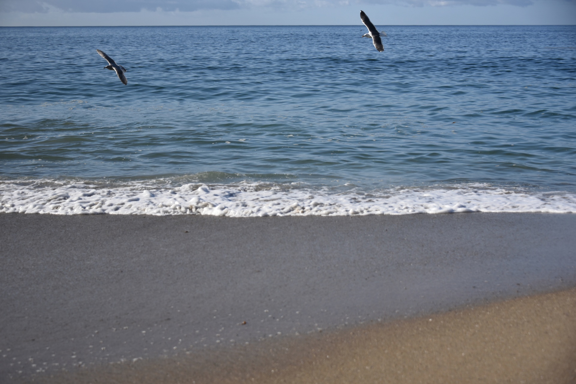 seagulls flying ocean free photo