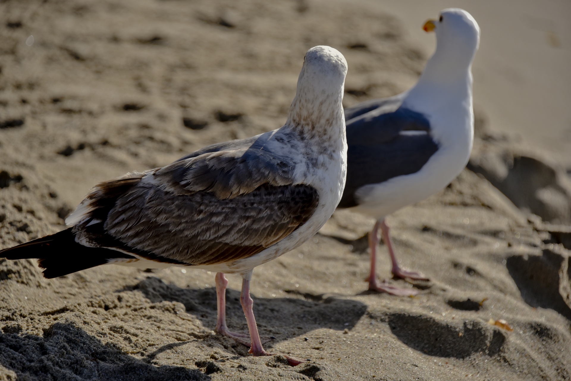 funny seagull looking away two seagulls free photo