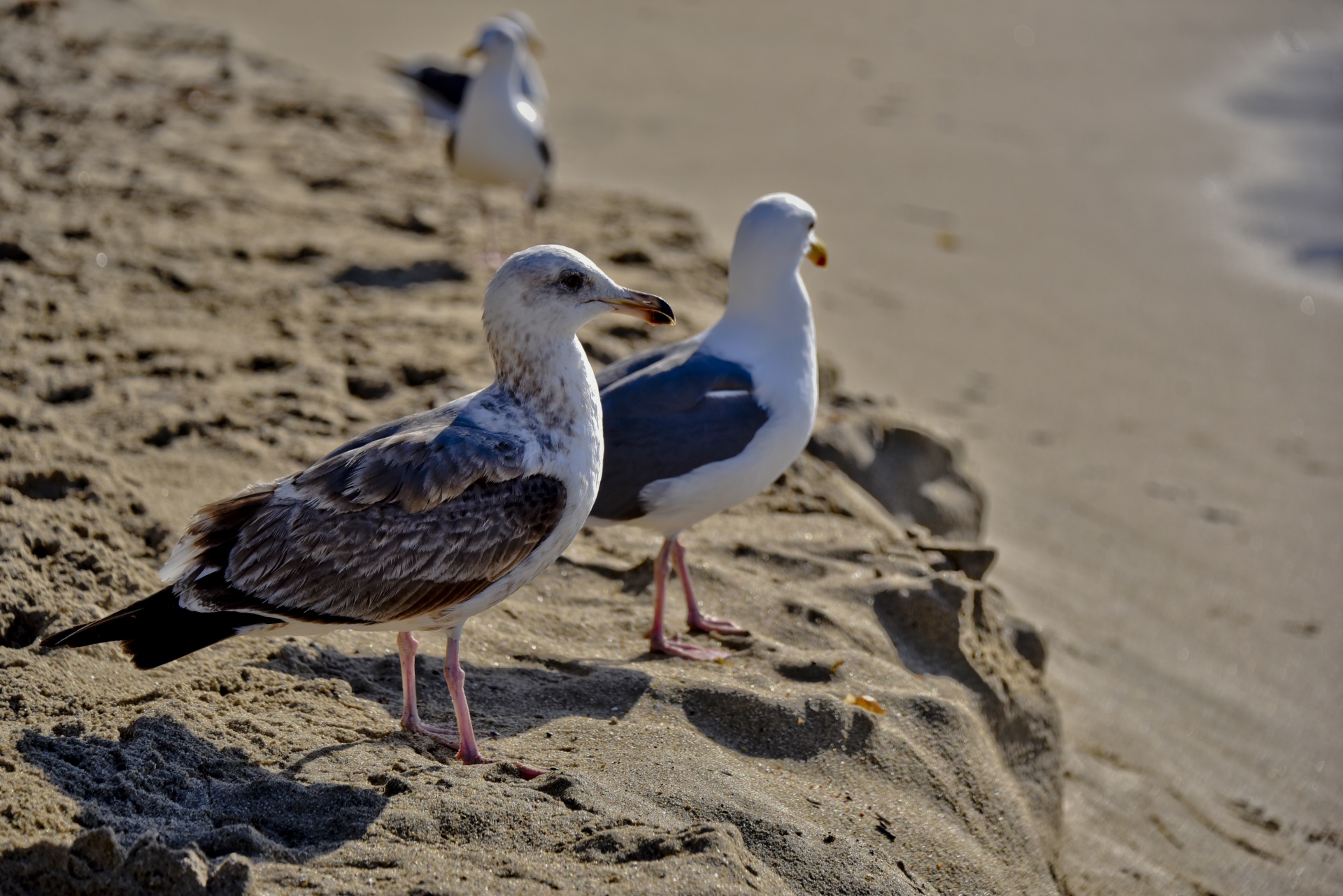 seagulls adult standing free photo
