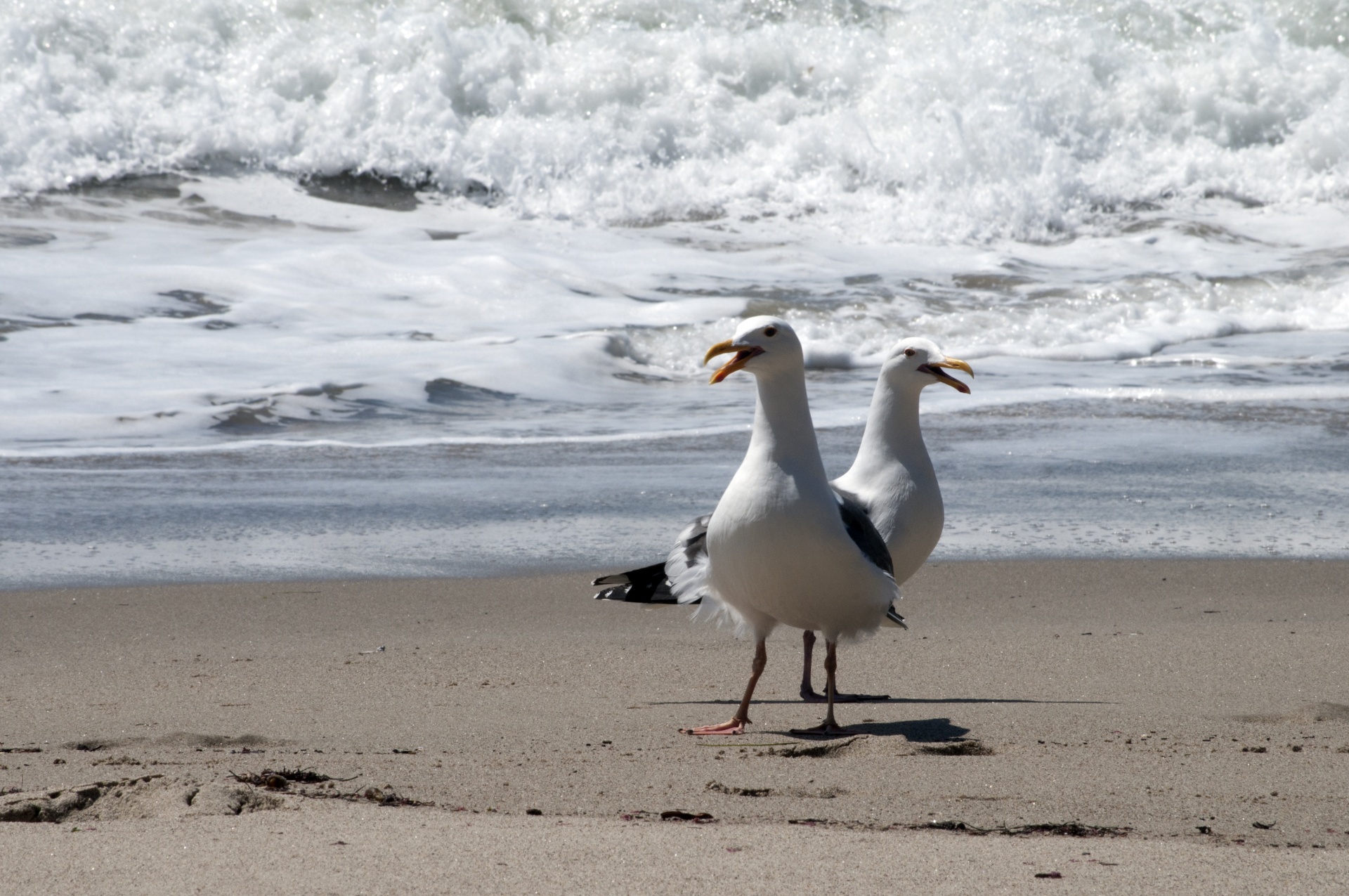 seagull seagulls sea free photo