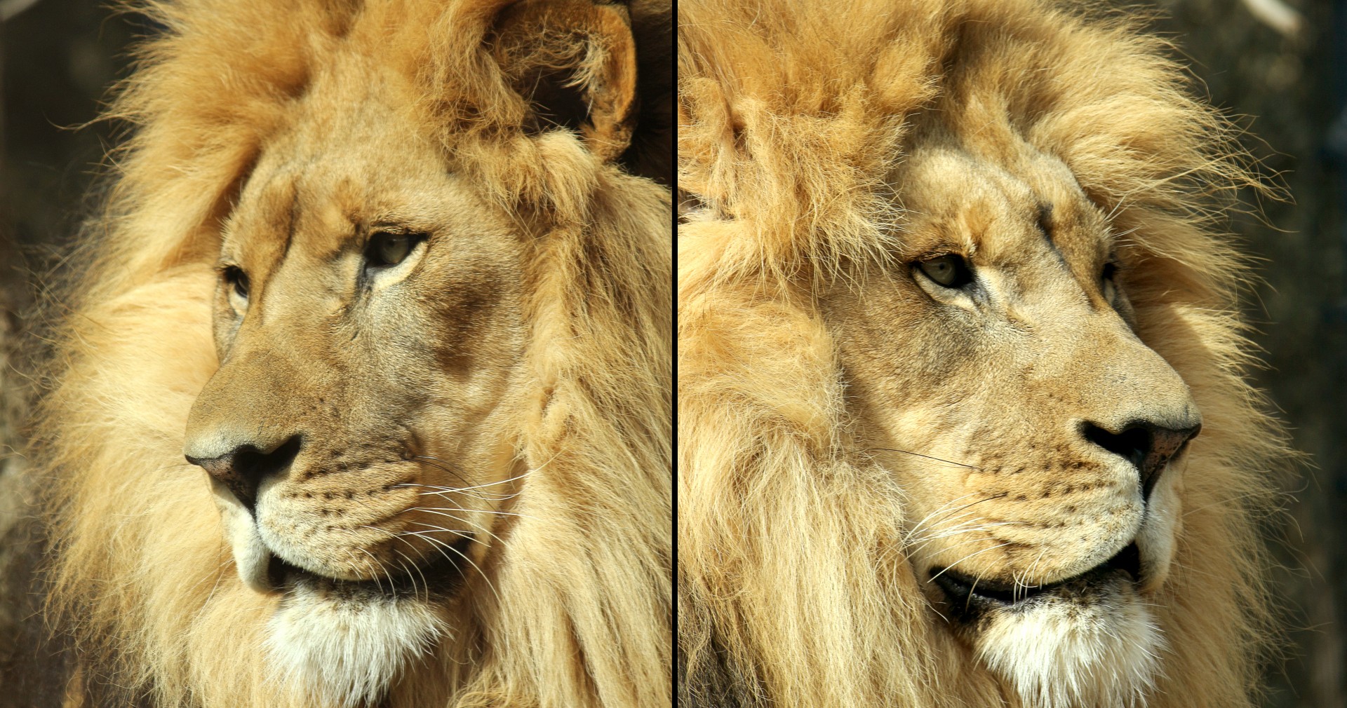 lion face profile free photo