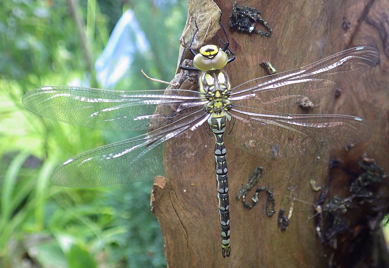 two striped source bridesmaid dragonfly nature free photo