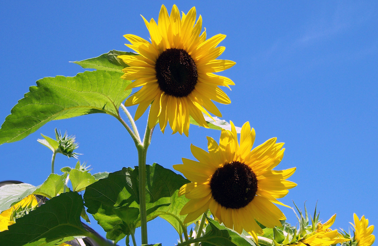 sunflowers sunshine flower free photo