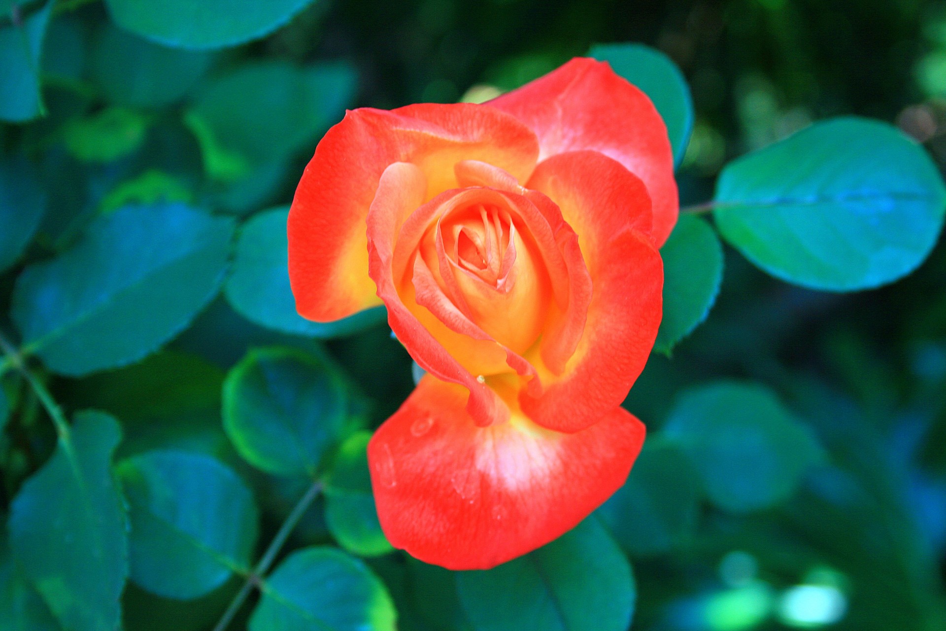 flower rose orange free photo