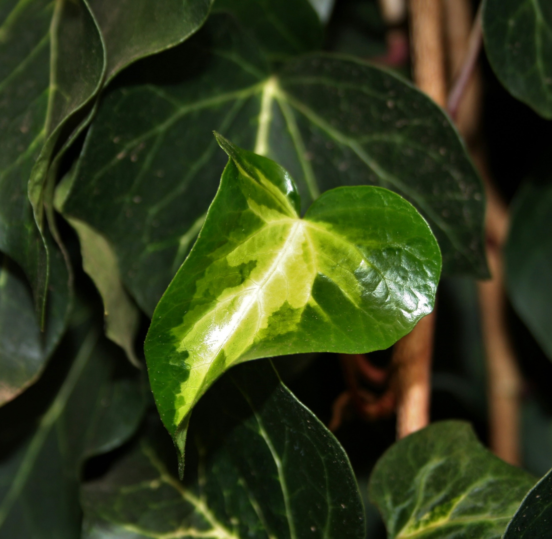 leaf ivy green free photo