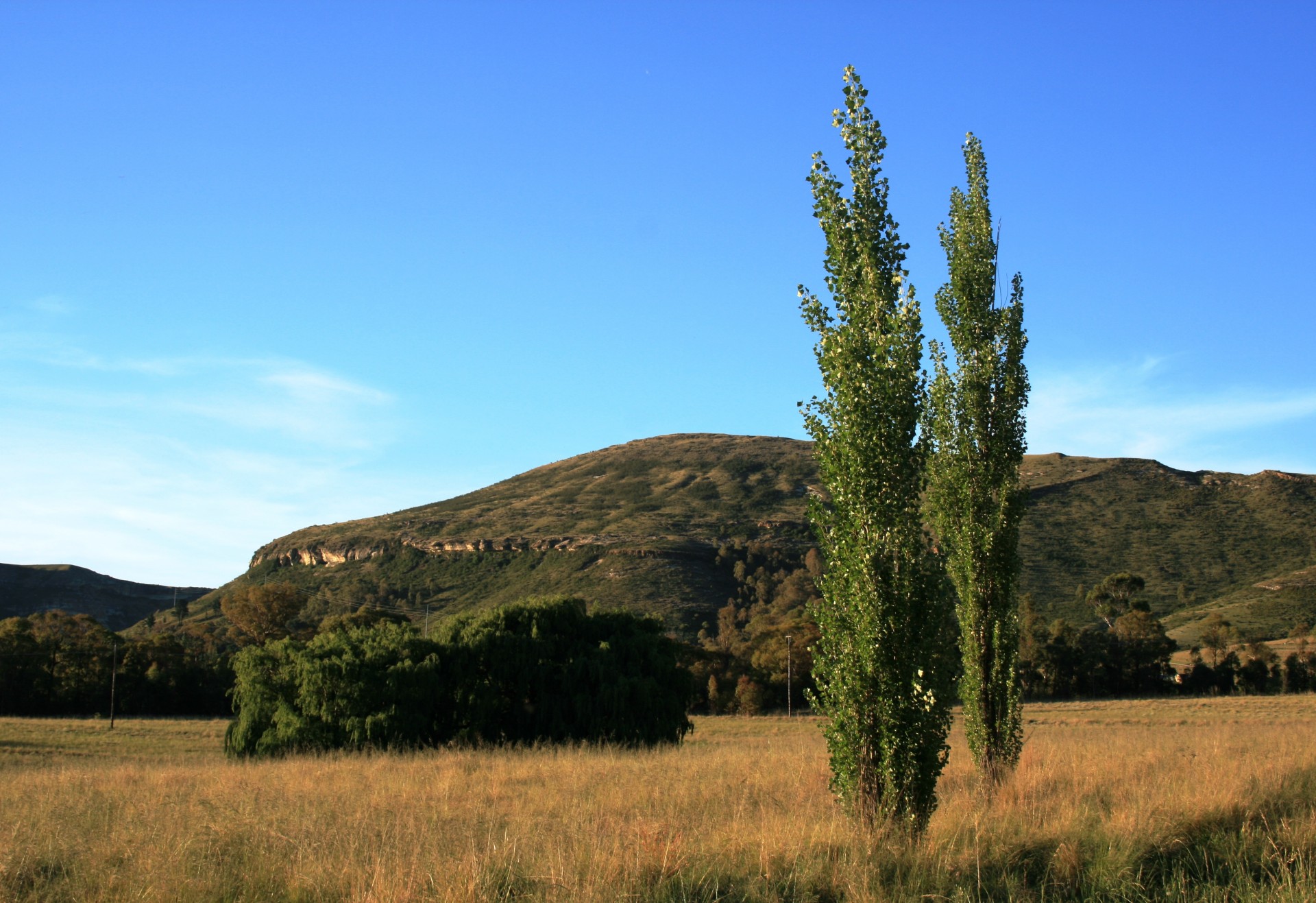 trees tall thin free photo