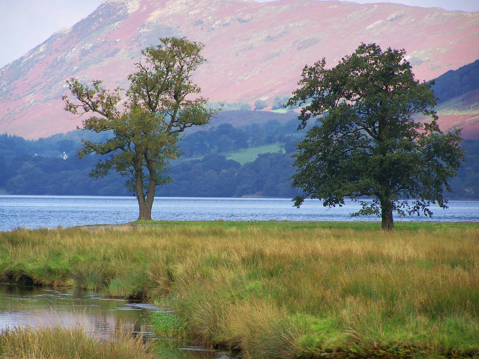 trees two lake free photo