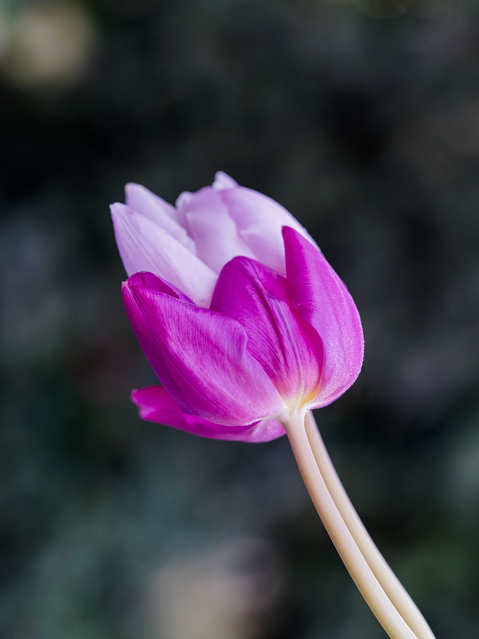 two tulips spring joy free photo