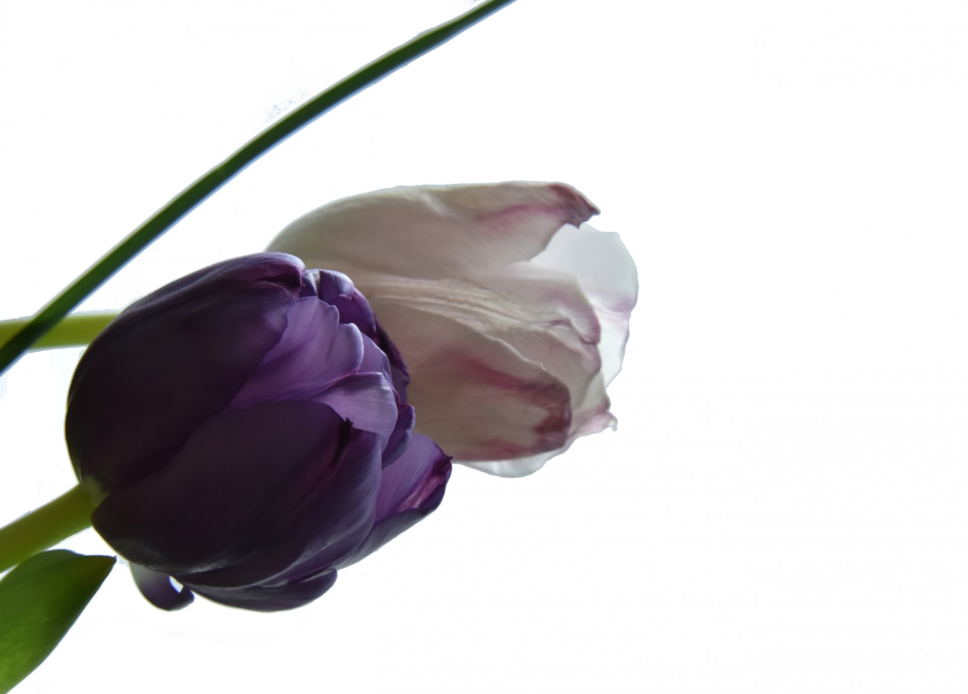 two tulips purple free photo